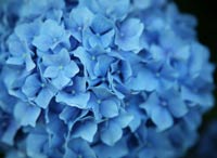 bright blue hydrangea