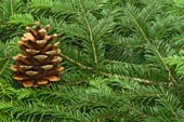 pine branches closeup pine cone