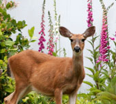 female deer