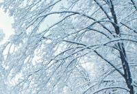 snow frost on tree