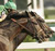 racehorses