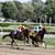 horse hurdle