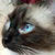 Saratoga Pet Friendly Guide