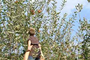 Child Being Lifted To Pick Apple Off Tree