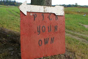 Pick Your Own Apples