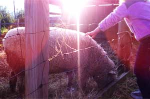 Petting Zoo