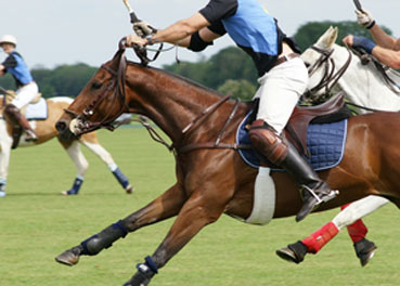 Saratoga Polo