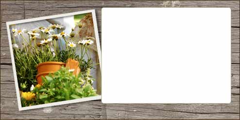 daisies in a pot