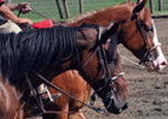 Thoroughbred Racing