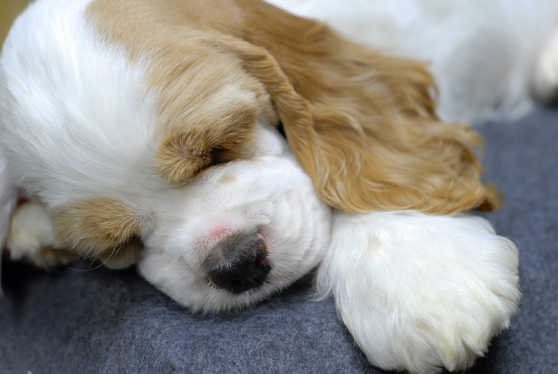 puppy!