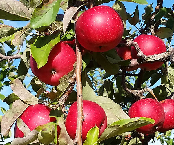 apples at saratoga apple