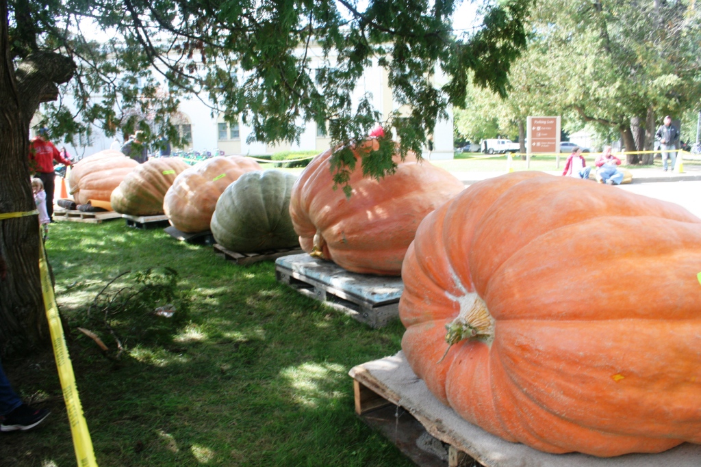 A Gallery of Giant Gourds! - The Daily Planet Arthur