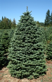 real christmas tree.jpg