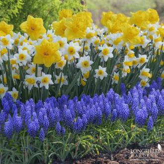 narcissus_goldenecho_narcissus_dutchmaster_muscari_longfieldgardens-thumb-330x330-27777.jpg