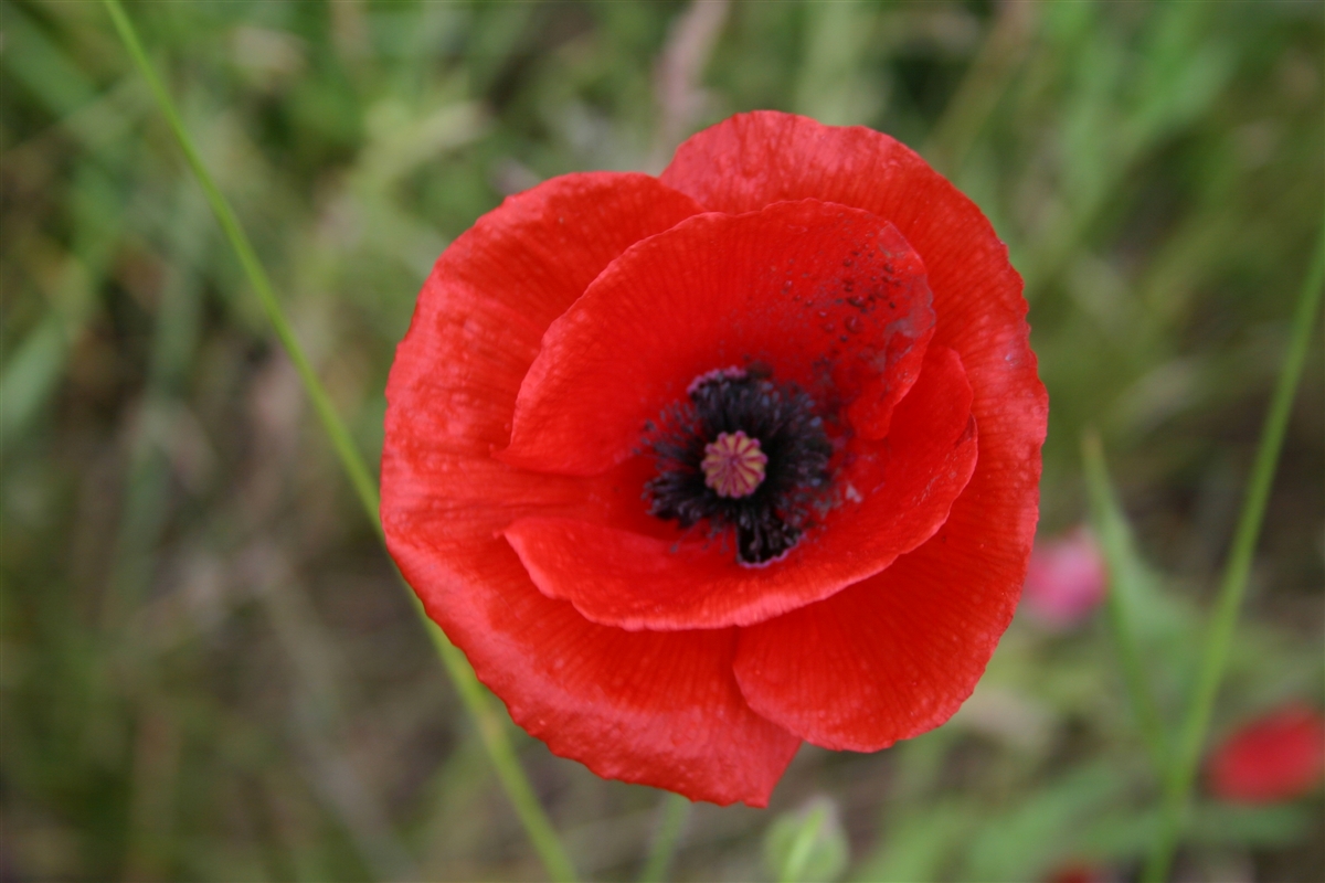 Poppies: The Symbol of Memorial - Garden Goddess Sense and Sustainability: A Saratoga Garden Blog