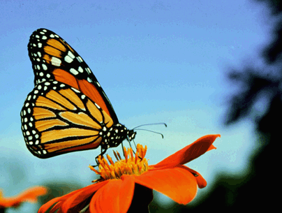 Monarch Butterfly.gif