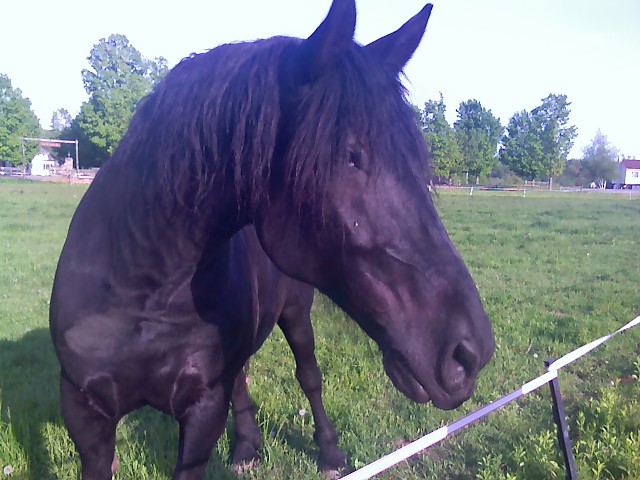 Big Beautiful Black Horse Shire.jpg