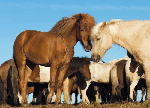 Icelandic Horses Photo.jpg