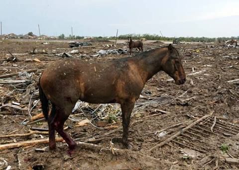 Saddest Horse Ever OK.jpg