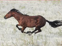 WILD HORSE BLACK HILLS.jpg