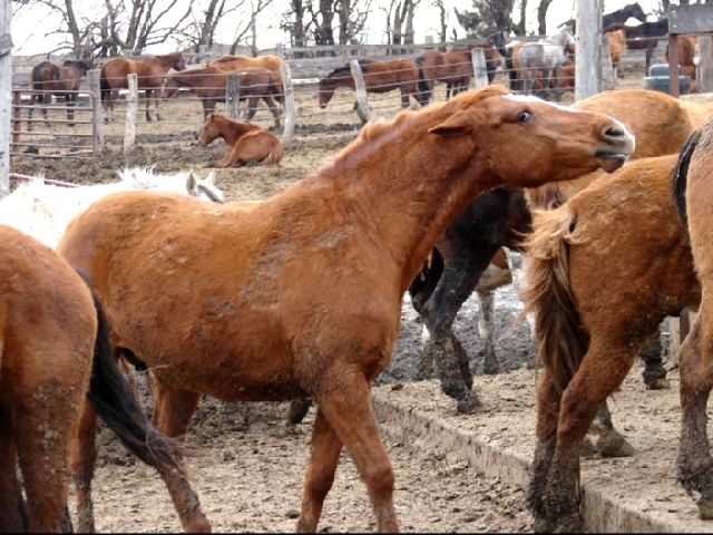 Feedlot Horse PhoenixRidingHorseRescue.JPG