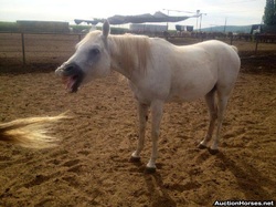 Gunsmoke Arab in Washington State.jpg