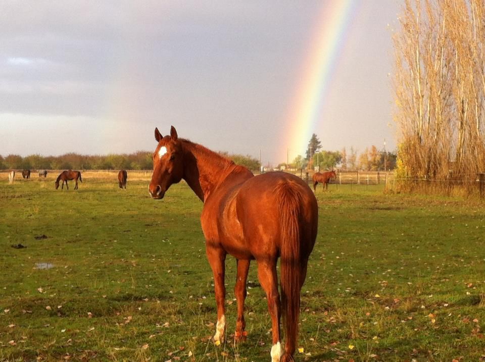 TRF Rainbow Chestnut Horse.jpg