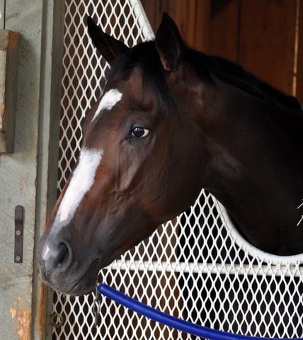 Rachel Alexandra Cathy Duffy Stall Headshot.JPG