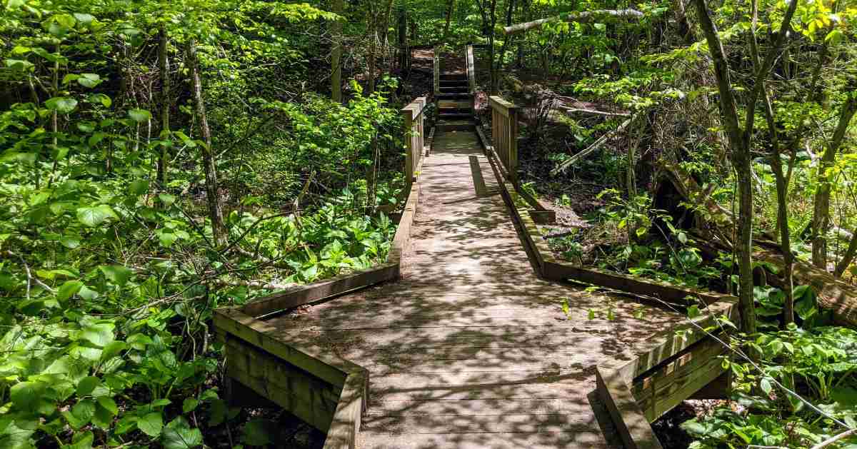 wooden walkway in woods