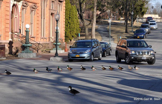 ducks crossing the road