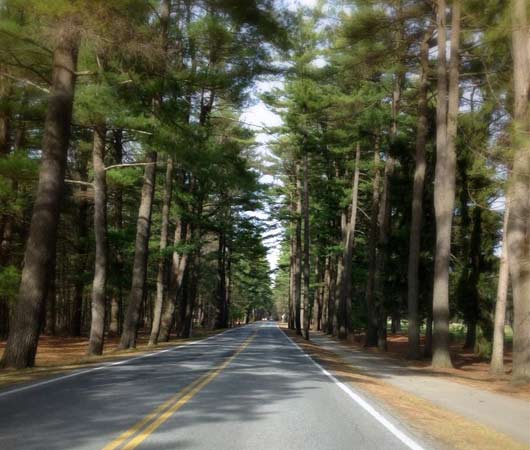 avenue of the pines saratoga