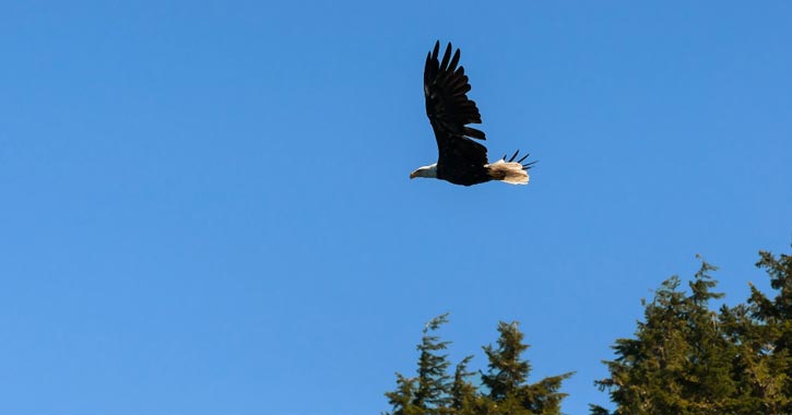 bald eagle flying above trees