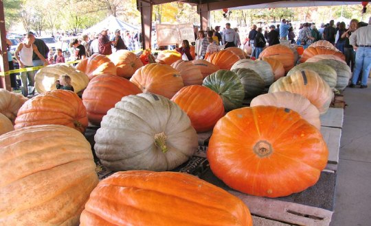 giant pumpkins