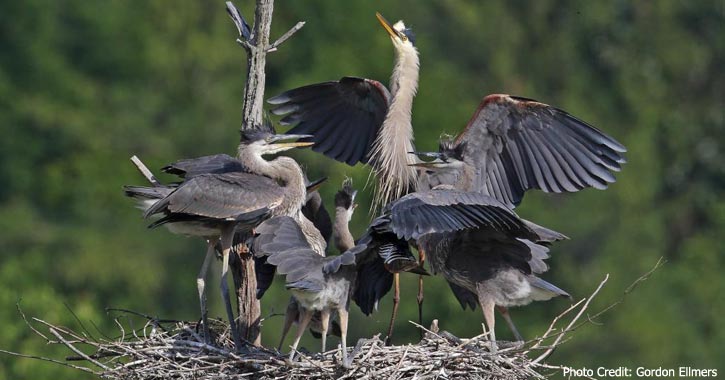 great blue herons nest