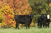 Cattle Grazing On Mack Brook Farm