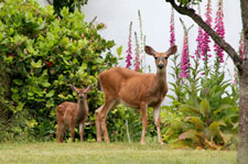 deer and fawn in garden