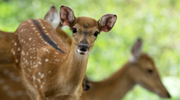 deer in saratoga