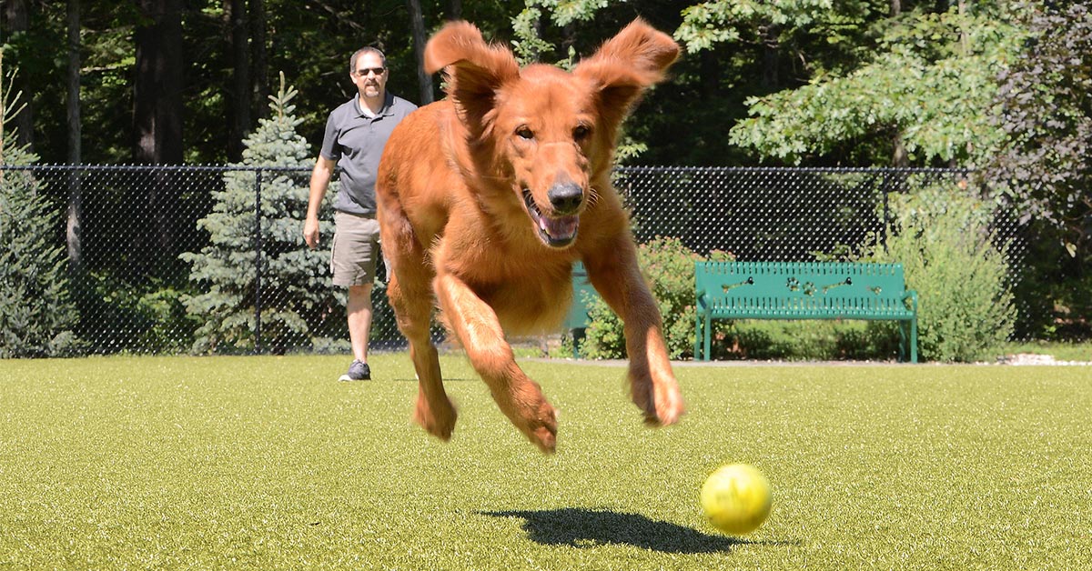 dog chasing a tennis ball