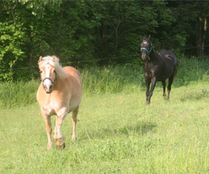 horses at double l
