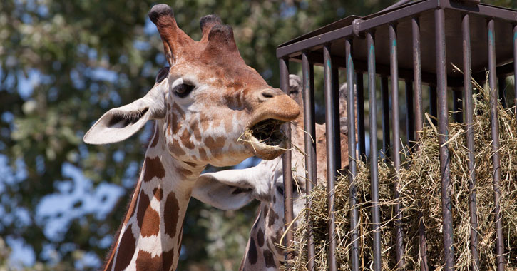 a giraffe about to eat hay