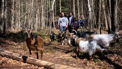 people walking in woods with goats
