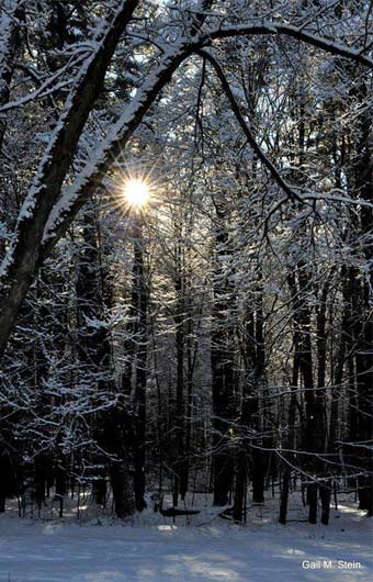 saratoga forest