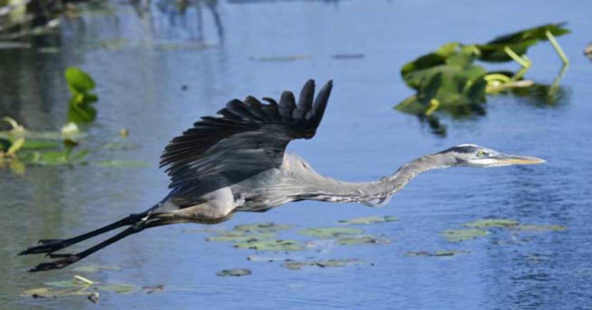 great blue heron flying