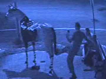 Saratoga Springs Horse Vandalism Caught On Video Tape