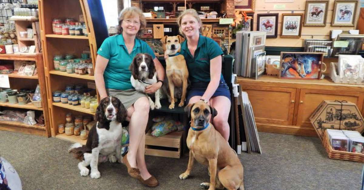 employees at impressions of saratoga posing for a photo with dogs