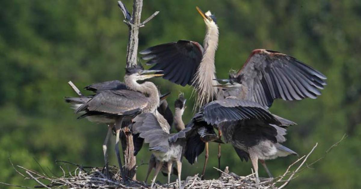 great blue heron nest
