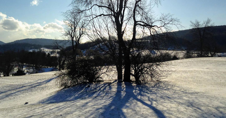 a tree and property in the winter