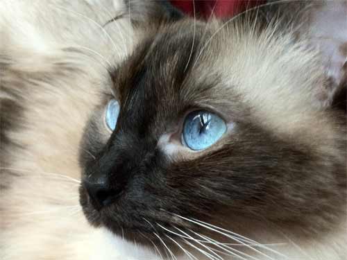 cat with bright blue eyes