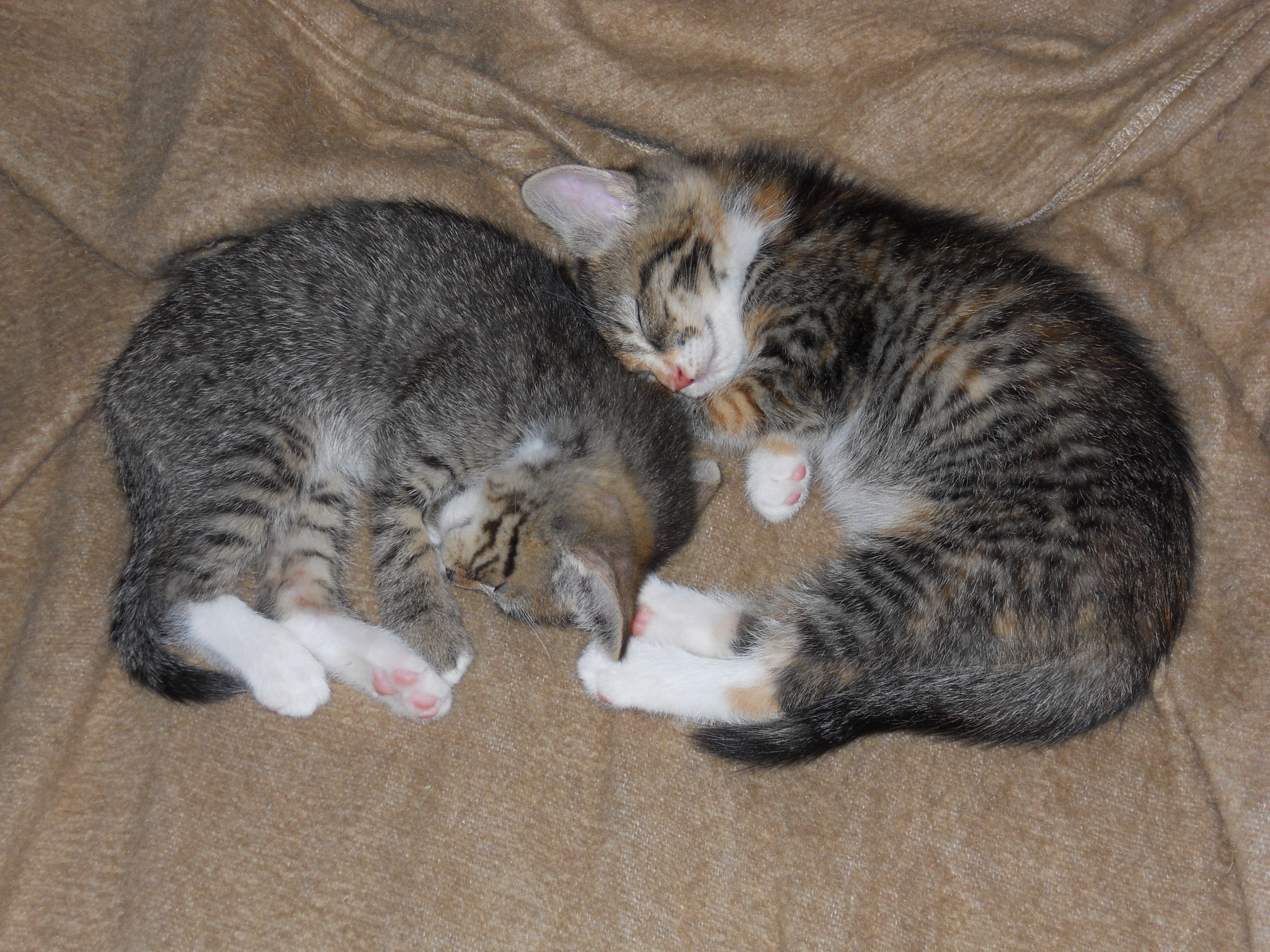 two kittens snuggling on a blanket