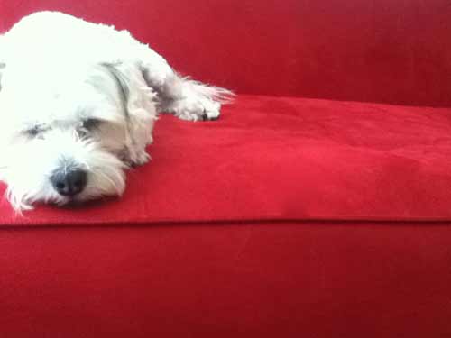 white dog on a red couch